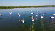Eber Gölü flamingolarla renklendi