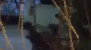 Arnavutköy'de ata işkence eden saldırgan aranıyor