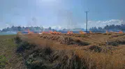Kastamonu'da hasat zamanı çıkan yangın tarlayı kül etti
