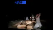 Tokat'ta kaza yerinde saman balyasıyla önlem alırken başka araç çarptı