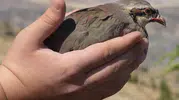 Kırıkkale'de kenelerle mücadele için doğaya keklik salındı