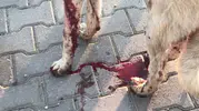 Bahçesine giren köpeği vurdu, yavrusunu öldürdü; cezası ev hapsi
