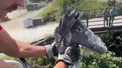 Sakarya'da sıkışan balıkçıl kuşu itfaiyenin müdahalesiyle kurtuldu