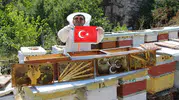 Arılar siyasete girdi Kovanlarda seçim heyecanı bitti