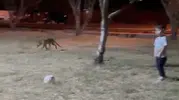 Çanakkale’de tilki küçük çocuğun elindeki topu kapıp kaçtı