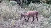 İnegöl'ün gece bekçileri fotokapanda Ayı ve geyikler objektife gülümsedi