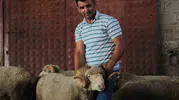 Rekorla Alınan Şampiyon Koç İlk Meyvesini Verdi Üçüz Kuzular Dünyaya Geldi