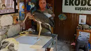 Kuşadası’nın ilk leylek yuvasında göç hazırlığı yarım kaldı