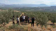Mersin'de orman köylüsü zeytinle kazanacak