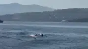 Bodrum Türkbükü’nde yunuslar tatilcileri şaşkına çevirdi