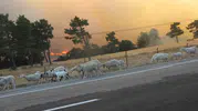 Çanakkale Bayramiç’te ormanlık alanda yangın alarmı