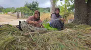Bandırma tarlalarında pırasa mesaisi tüm hızıyla devam ediyor