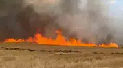 Sivas Şarkışla’da binlerce dönüm buğday tarlası kül oldu