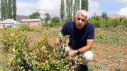 Emekli memur Sarız'da aronya yetiştiriyor, ilçeye umut oluyor