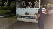 Çine'de hayvan dolandırıcılığı yapan şüpheliler jandarmaya yakalandı