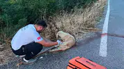 Sakarya’da ambulans ekibinden yaralı köpeğe hayat kurtaran dokunuş