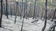 Susurluk'ta yangının izleri siliniyor Yıldız Mahallesi'nde yeniden yeşillendirme seferberliği