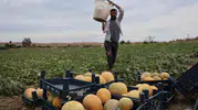 Tarladan sofraya aracısız kazanç: Adanalı üretici kendi tezgahını kurdu