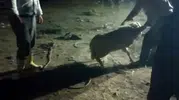 Konya’da kayıp kuzu iki gün sonra çukurdan sağ çıktı