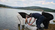 Uşak’ın göletlerine 433 bin yeni balık bırakıldı