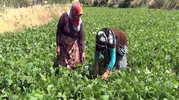 Tarladan tezgaha tek el Mecitözülü çiftçi aracısız satıyor