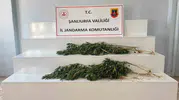 Jandarma Şanlıurfa'da iki ilçeye kenevir operasyonu düzenledi