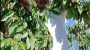 Bayburt Kitre köyünde kiraz hasadında kargaların payı unutulmuyor