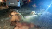 Hakkari Van yolunda gece vakti sürpriz sürü kazası