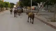 Samandağ'da akşam mesaisi Başıboş anguslar trafiği kilitledi