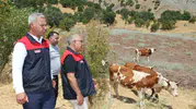 Elazığ’da hayvancılık desteği alan üreticilerin yüzü gülüyor