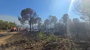 Mudanya’da anız yangını ormanlık alana sıçradı