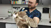 Sokak kedisi için tıbbi mucize Yüzüne kendi derisi nakledildi