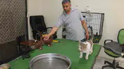 Diyarbakır'da et yemeyen kedi milyonluk kuşlara bekçilik yapıyor