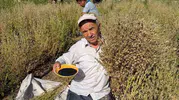 Develi tarlalarında bereketli hasat dönemi başladı