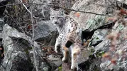 Su arızasına gitti, ormanların hayaletiyle burun buruna geldi