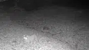 Pülümür'de gece devriyesi Nesli tehdit altındaki vaşak fotokapana takıldı