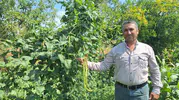 Manisa Kızılçukur'un börülcesi kapış kapış gidiyor