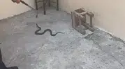 Kars’ta bir bahçeye giren yılan mahalleliyi korkuttu