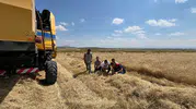 Kars'ta tarlada kayıp dönemi bitti, biçerdöverlere sıkı denetim