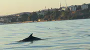 Tekirdağ açıklarında teknelerin neşeli yol arkadaşları