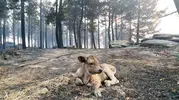 Yangın yaban hayatını küle çevirdi