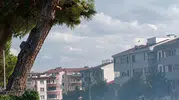 Bandırma'da düğün konvoyu dehşeti Havai fişek okul bahçesindeki çamı yaktı