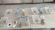 Nemrut'ta canlı çekirge avına 1,4 milyon lira ceza, uzman 'biyokaçakçılık' dedi