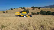 Sarıgöl çiftçisi tarlada biçerdöver bekliyor