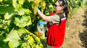 Manisa'da 7 ilçede organik üzüm denetimi Numuneler laboratuvarda