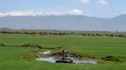 Danimarka 1933 yılında Erzurum ve Kars’ı süt üssü yapmak istemiş