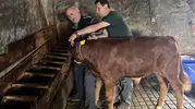 Düzce Yaylatepe’de tüm buzağılar kayıt altına alındı