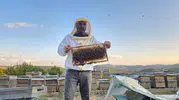 Tunceli dağlarında binbir çiçekle gelen doğal şifa hasadı