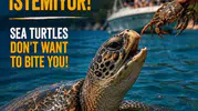 İztuzu plajında caretta carettalara yaklaşanlar için kritik uyarı