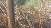 Alanya'da korkutan otluk yangını büyümeden kontrol altına alındı